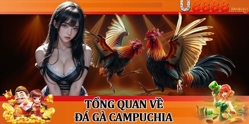Tổng Quan Về Đá Gà Campuchia