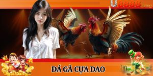 Đá Gà Cựa Dao